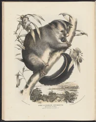 Däggdjur i Australien (Krefft) Nla.obj-33627803-9 The Common Opossum.