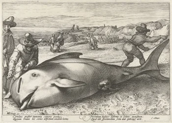 Strandad grindval på stranden vid Zandvoort, 1594