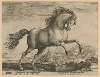 vildhäst Eqvvs liber et incompǒsitvs (titel på objekt) Hästaraser från Royal Stables of Don Juan of Austria (serietitel)