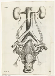 Anatomisk bild av de kvinnliga könsorganen och njurarna Bokillustration för: Reinier de Graaf, Alle de wercken, Amsterdam, 1686