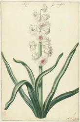 Witte hyacint Rose Invisible (titel på objekt)