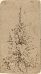 En Foxglove i blom