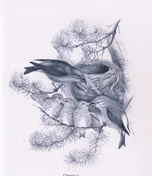 Crossbills, Nature in Britain publicerad av Collins, 1946