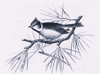 Scottish Crested Tits, Nature in Britain publicerad av Collins, 1946