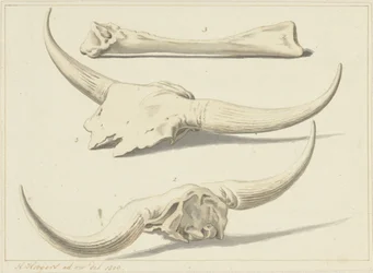Fossila ben av en uroxa, hittades under översvämningen, 1809