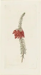 Blommor (Erica Mammosa)