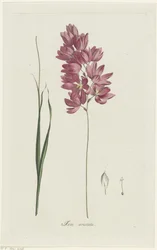 Ixia patens Farfar Ixia aristata (titel på objekt)
