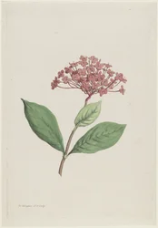 Påfågelkörsbär (Ixora coccinea)