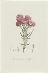 Phaenocoma prolifera Xeranthemum proliferum (titel på objekt)