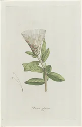 Protea Protea calycina (titel på objekt)