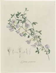 En lila braxen Purple Cytisus (titel på objekt)