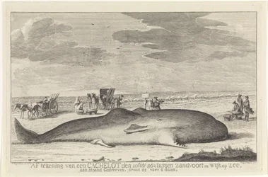 spolade kaskelot Avskrivning från en cachelott den 20 februari 1762 mellan Zandvoort och Wyk op Zee, körd på en strand, stor 61 fot 6 duum. (titel på objekt)