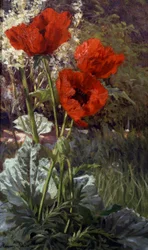 Vallmo. Målning av Henri Biva (1848-1928) Privat samling.
