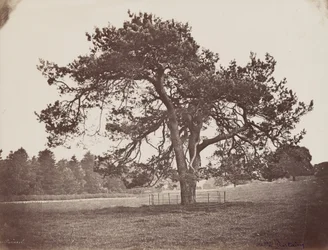 Hamilton Palace Park (Parasol Pine), ca 1858 (foto)