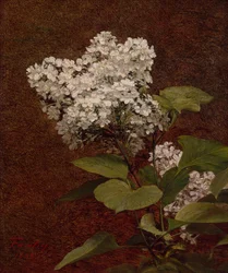 Vita syrener