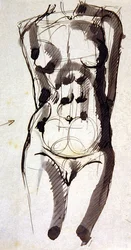 Kvinnlig Torso