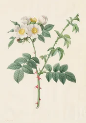 Brier Bush Rose eller Dog Rose Rosa Leucantha, 1817-1824.