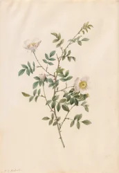 Brier Bush Rose eller Dog Rose Rosa Sepium Rosea, 1817-1824.