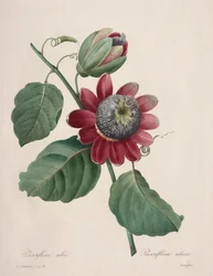 Val av de vackraste blommorna... vackraste frukterna: Passiflore ailee, 1827.