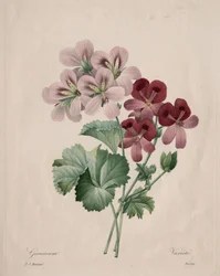 Pelargon, 1827.