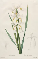 Guldbandig Iris, 1812.
