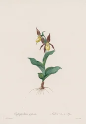 Les Liliacées: Cypripedium sko, 1802-1816.