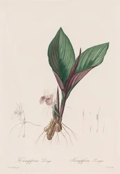 Les Liliacées: Kaempferia longa, 1802-1816.