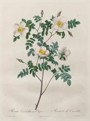 Les Roses: Rosa Candolleana Elegans, 1817-1824.