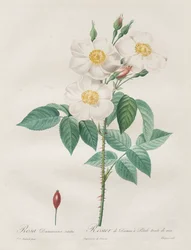 Les Roses: Rosa Damascena, subalba, 1817-1824.