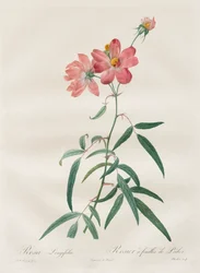 Rosorna: Rosa Longifolia, 1817-1824.