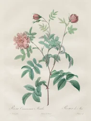 Les Roses: Rosa cinnamomea, 1817-1824.