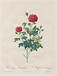 Rosa pompom, 1817-1824.