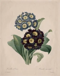 Primula auricula, 1827.
