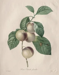Reine Claude Plum, 1827.