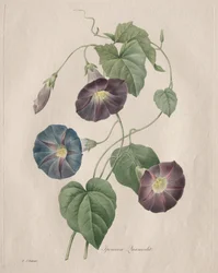 Stjärnhärlighet Morgonhärlighet, 1827.