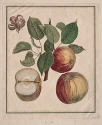 Äpple med blad och fruktblommor
