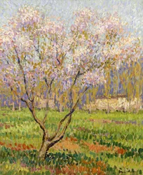 Äppelträd i blom; Äppelblommor,