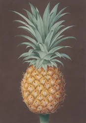 Den slätbladiga gröna antiguafuren, 1807.
