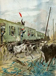 Ett tåg attackeras av en flock tjurar,1895 (Illustration)