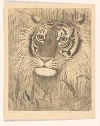 Huvudet av en tiger