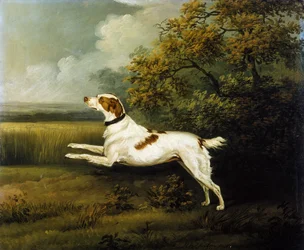 En Springer Spaniel i ett landskap
