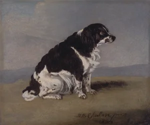 Hertiginnan av Yorks spaniel