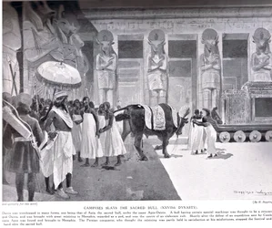 Cambyses dräper den heliga tjuren, illustration från 