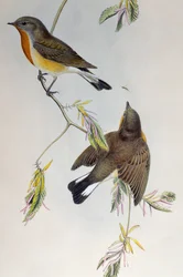 Rödbröst flugsnappare (Ficedula parva), från Birds of Great Britain