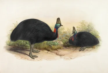 Sydlig kasuarie, Casuarius casuarius