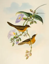 Tawny-bellied Babbler (Dumetia hyperythra), litografi från Birds of Asia