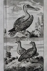 Pelican, Hassel ripa och Partridge, gravyr från Voyage made to Hudson
