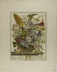 Augusti, från Tolv månader av blommor