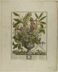 Januari, från Tolv månader av blommor