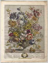 Tolv månaders blommor: april 1730.